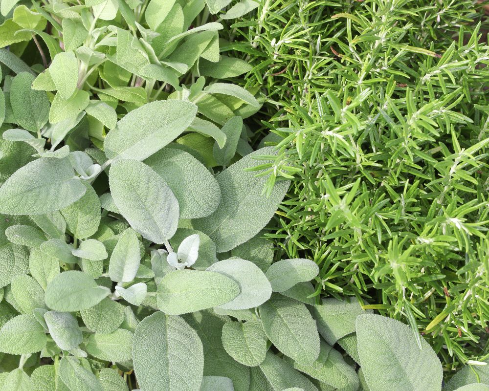 salvia e rosmarino