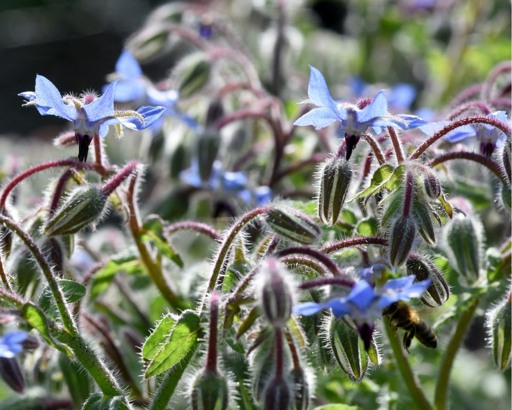 piante officinali