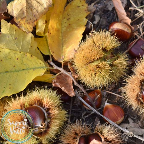 raccolta_castagne
